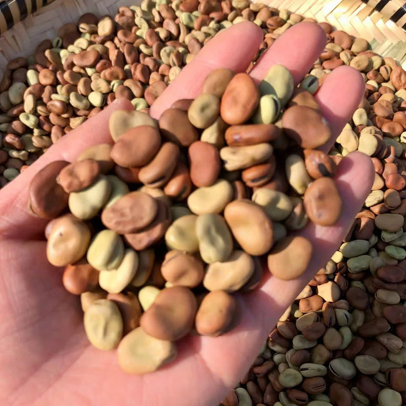 2025农家自种土胡豆蚕豆新货小胡豆饭豆