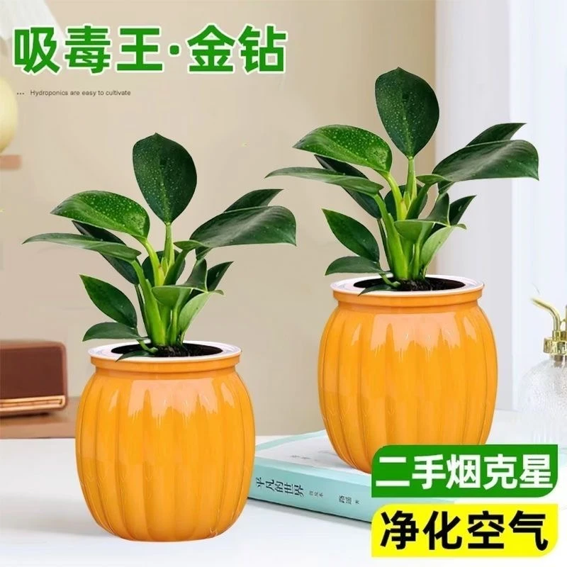 【拍一发二】金钻绿公主室内客厅办公室桌面摆放水培绿植花卉盆栽苗