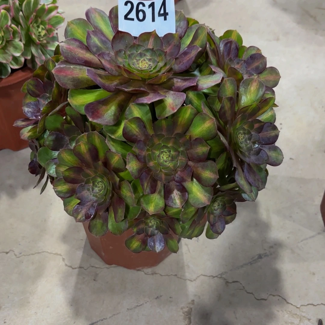 无花朵2614抹茶1111111