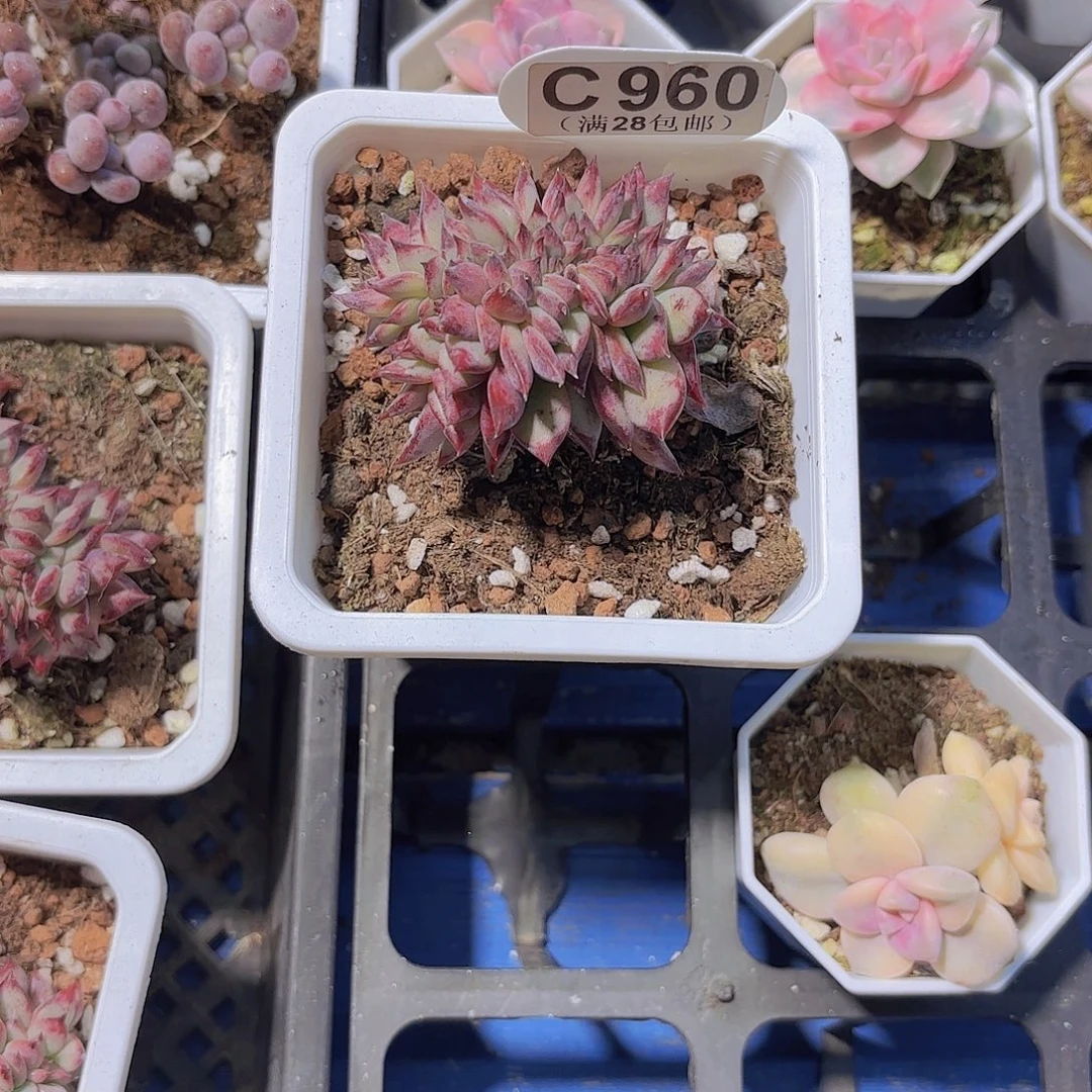 C960红蜡糖一物一拍