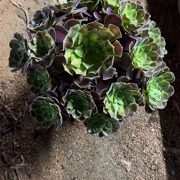 多肉植物华纳锦……