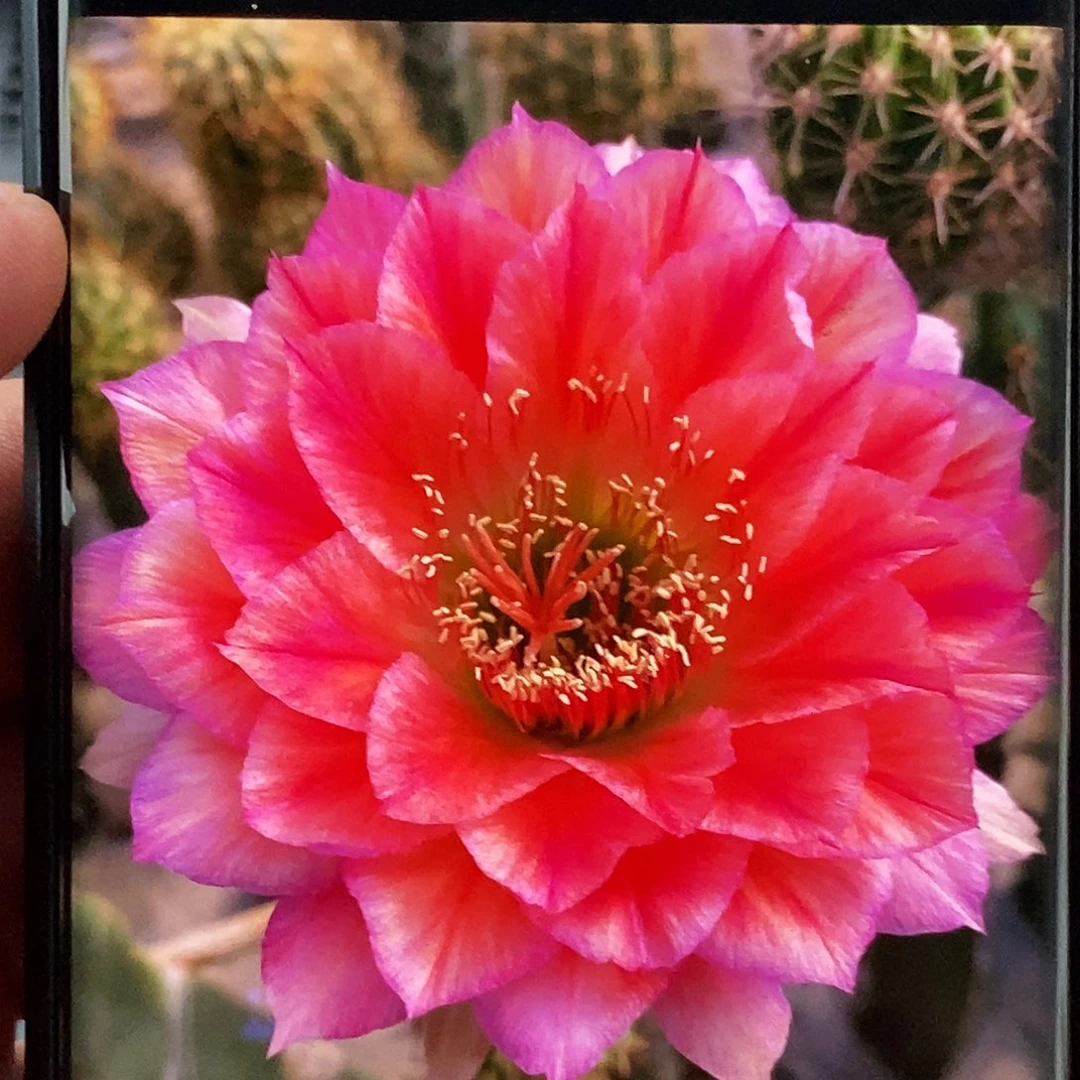 毛立夏侧芽歪20包邮/7公分 高