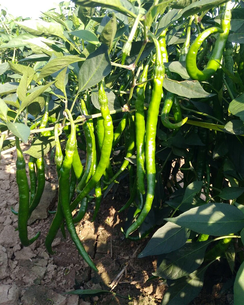 赣南宁都富硒辣椒新鲜现摘螺丝青线椒软皮薄皮椒细长中辣新苗包邮