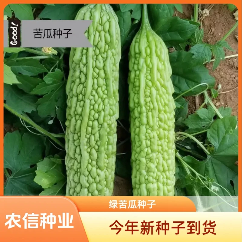 【五袋包邮】脆嫩长绿苦瓜种子青皮四季抗病绿苦瓜种籽耐热抗低温农
