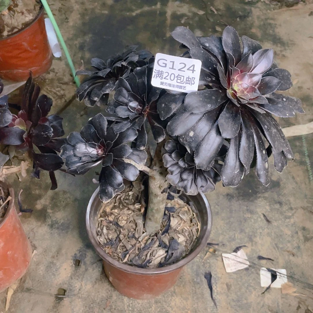 124墨法师多肉小损不包