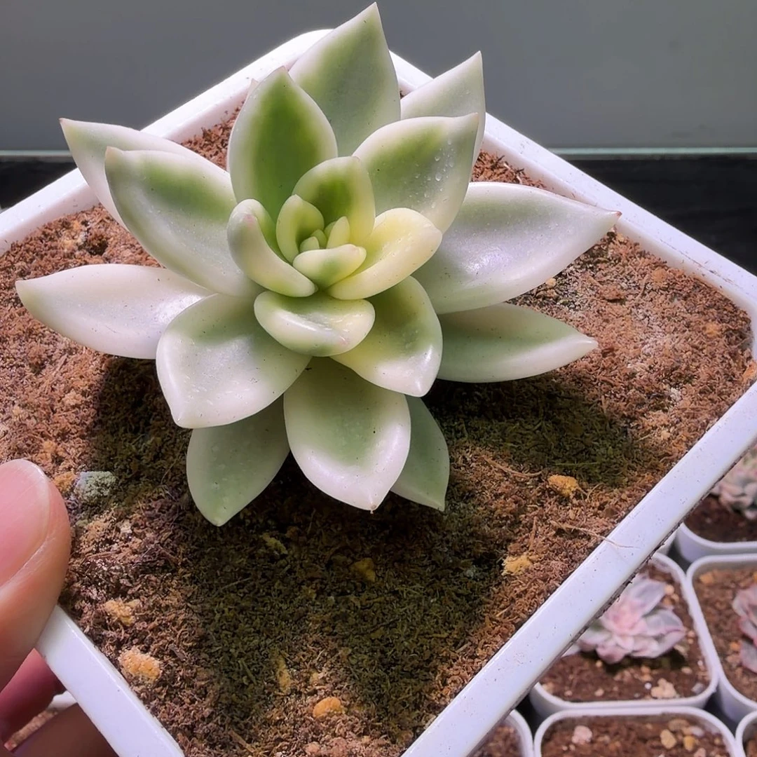 祝之松锦植物一物一拍