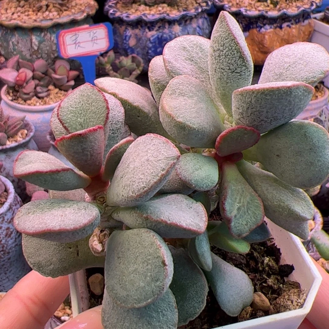 春彩。