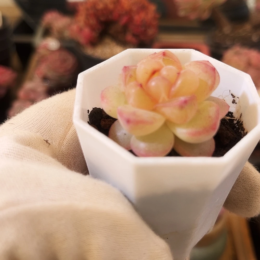 恶魔之泪一物一拍001