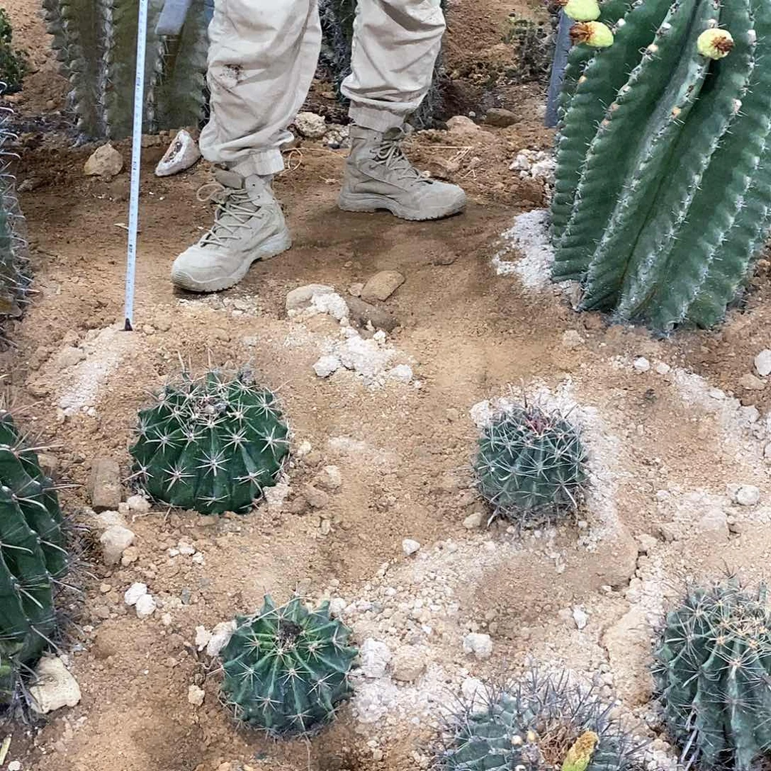 长勾刺巨鹫玉20公分