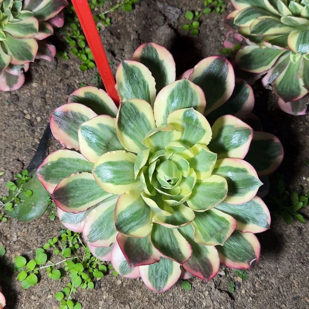 3-8468如意多肉法师