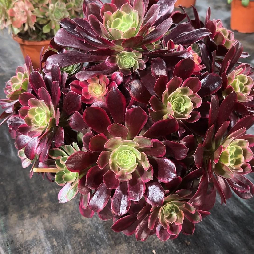 大棵金丝雀法师多肉植物817
