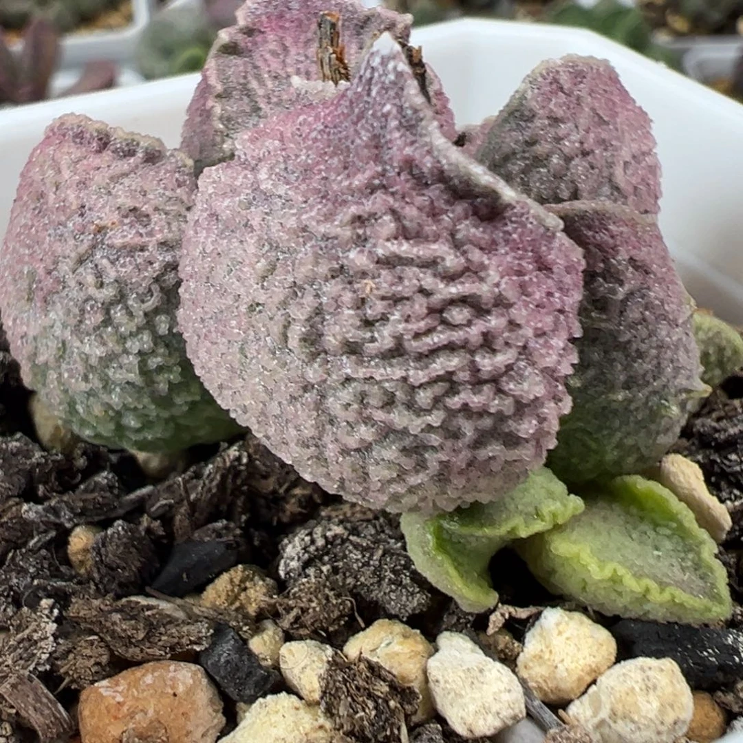 实生新品多头纯木质桩多肉植物