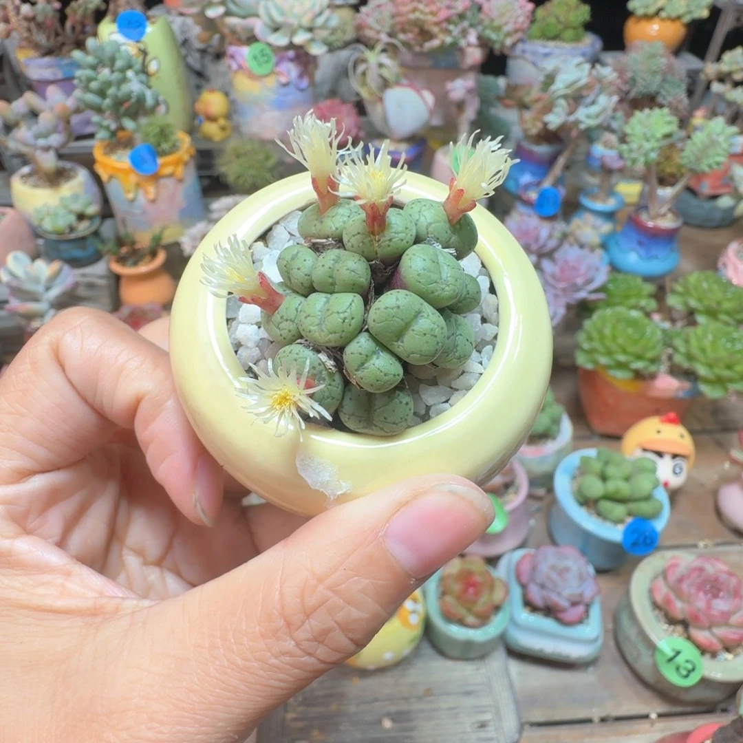 肉锥 多肉含盆土 一物一拍