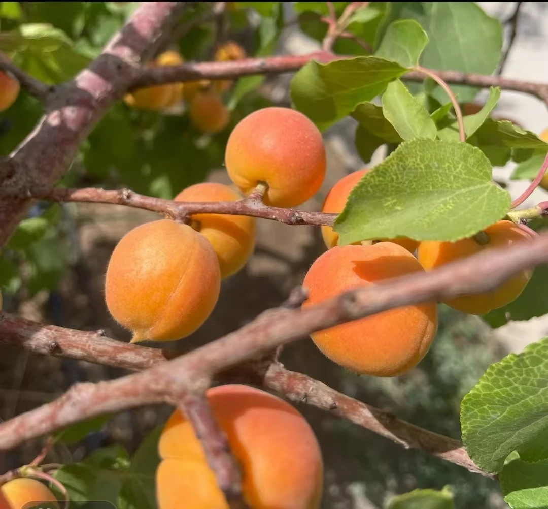 新疆阿克苏吊干杏3斤做福利 京东空运