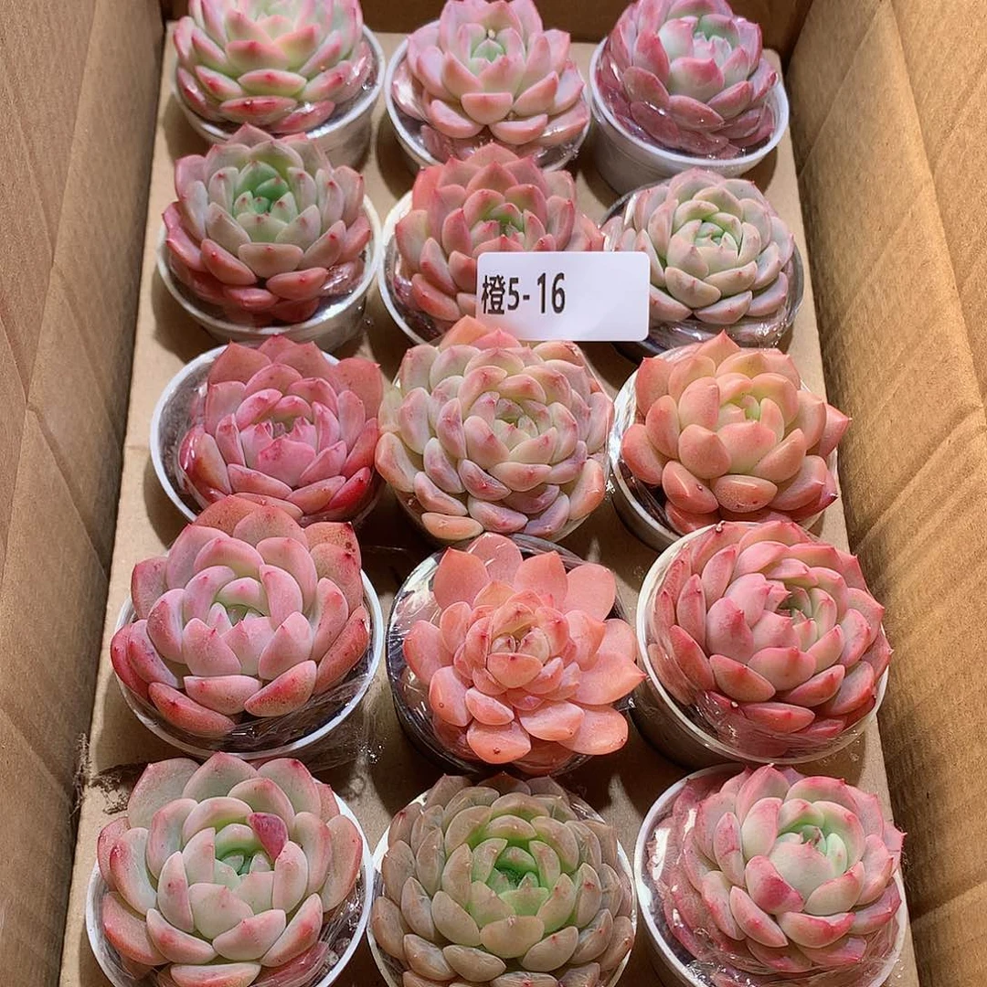 5-16一物一拍带盆18颗