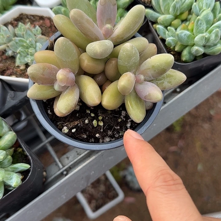 青蛙王子儿童牙膏111