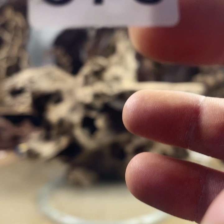 风车木（黑檀木）潜****天我们都是自己选择的