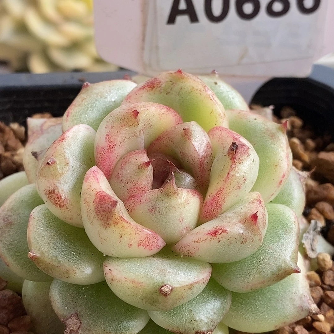 686黑水晶哈哈哈哈哈哈