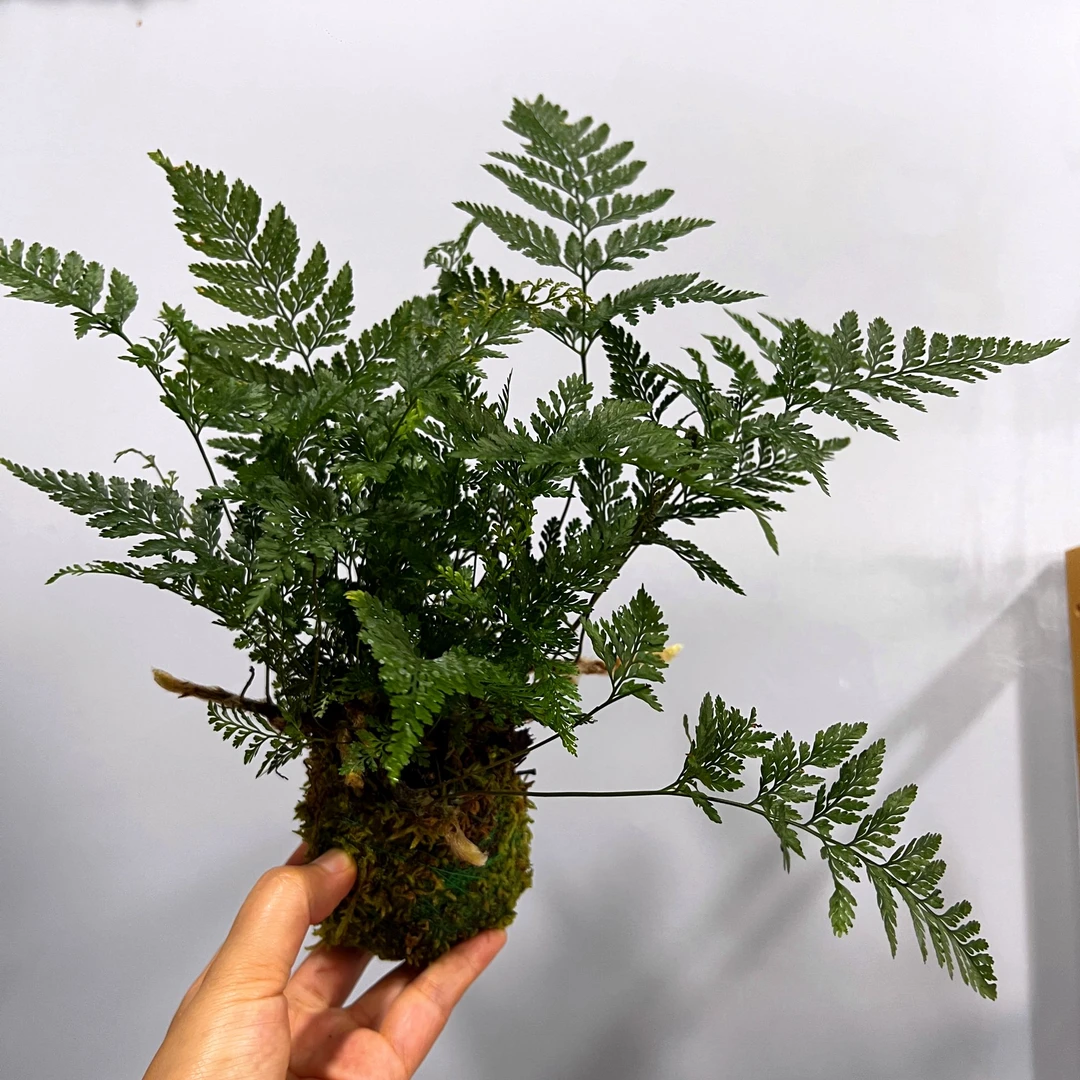 狼尾蕨苔藓球新中式室内好养耐阴绿植