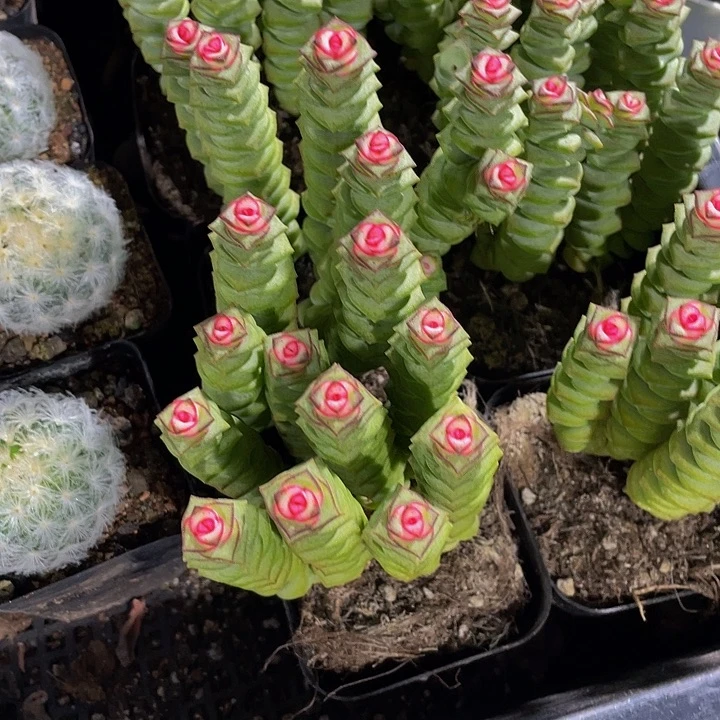 锦锦锦钱多多群带盆土发