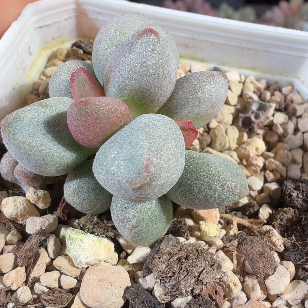 白糖豆