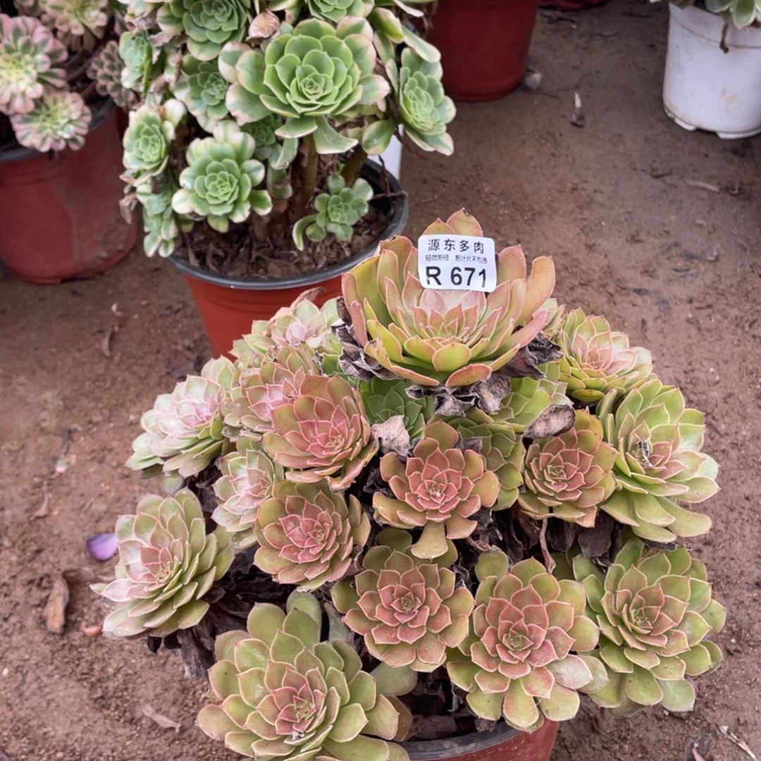 671桃花石多肉法师断指不包