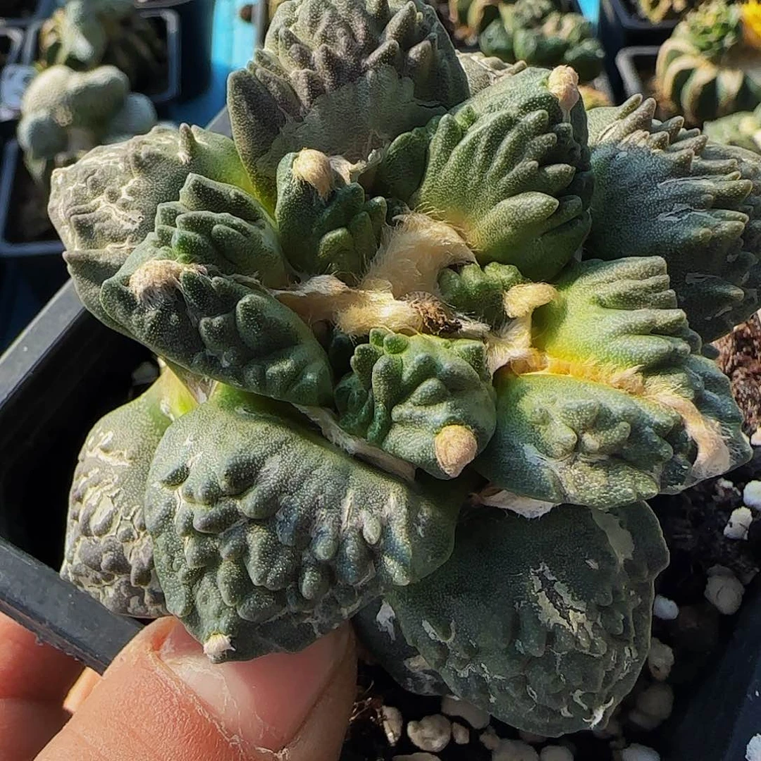 割尤炸尤713仙人球