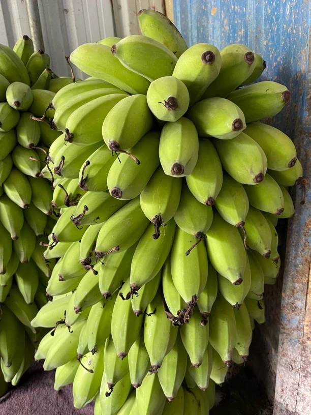 高州农户农家有机肥种植高山小米蕉，无催熟剂无打药生果发货