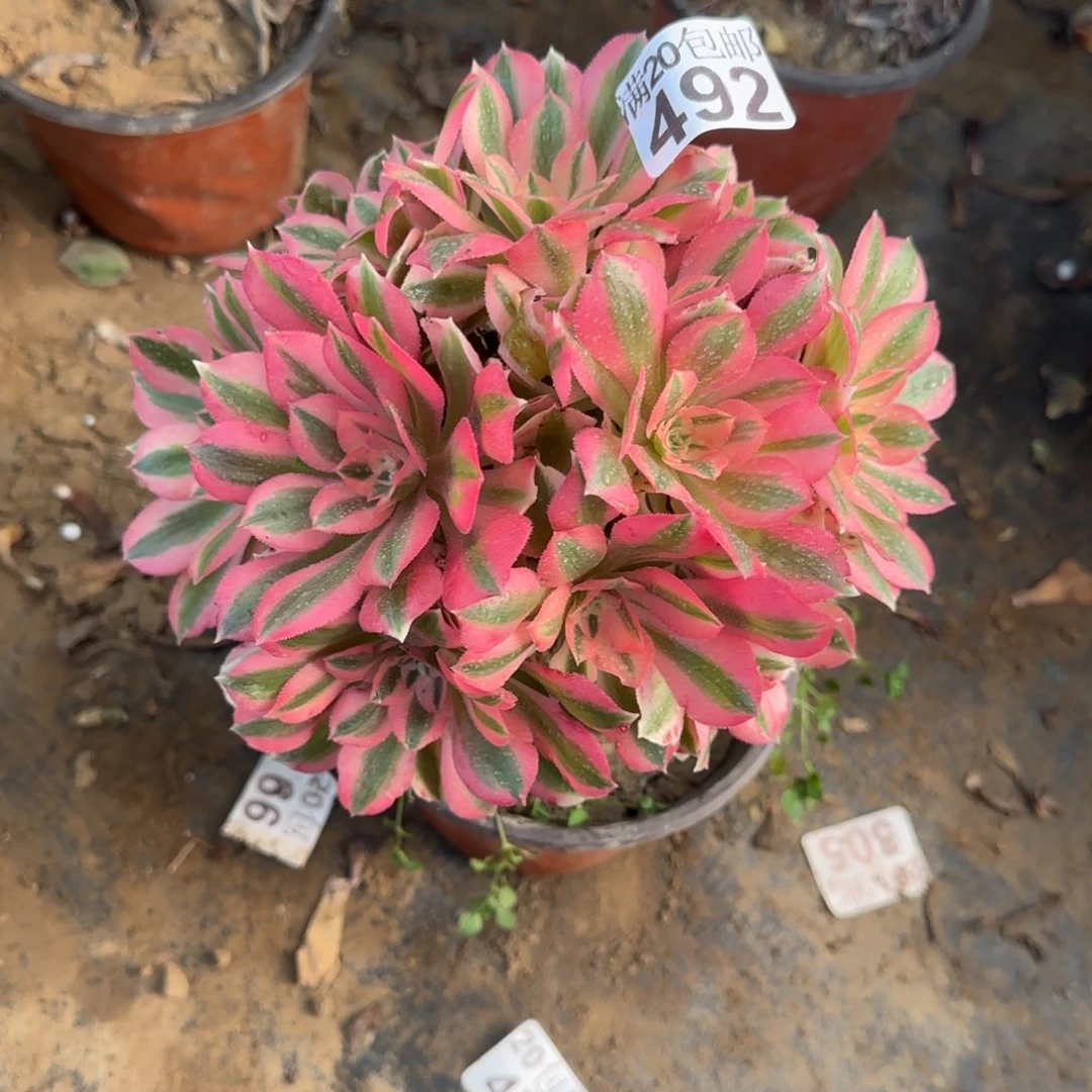 粉女巫492满20包邮断枝不包