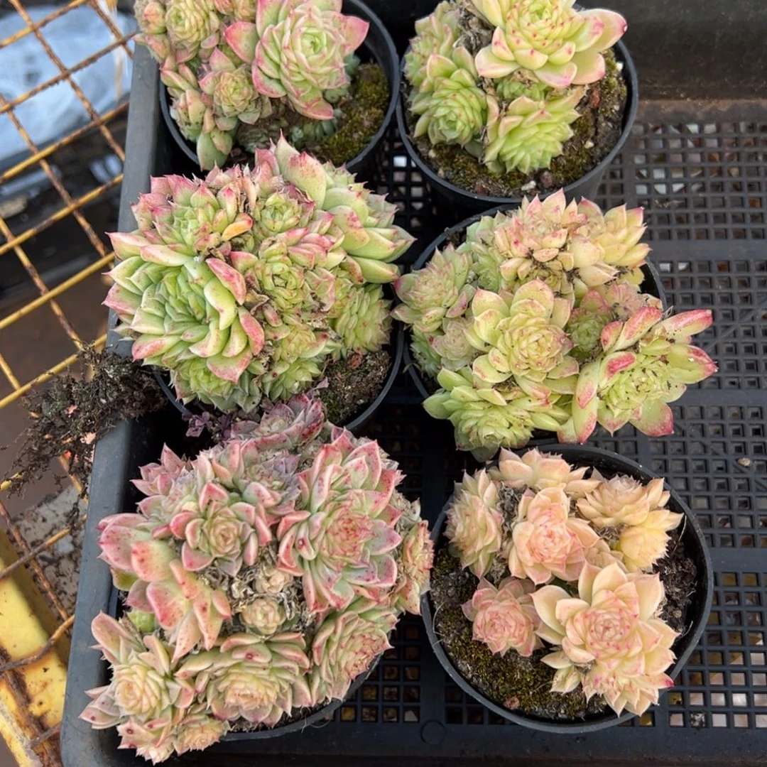 多肉植物麦秆六个