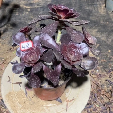 伊*巫毒酒杯一物一拍