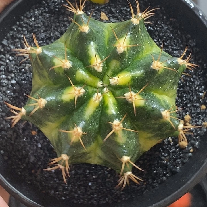 泰系全品米哈—带盆土发货49