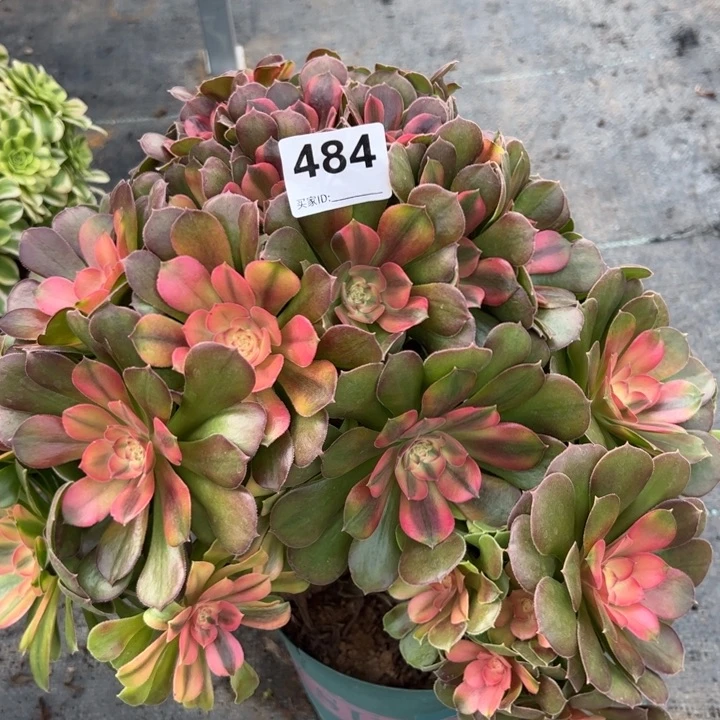 484雅典娜有疤32厘米左右