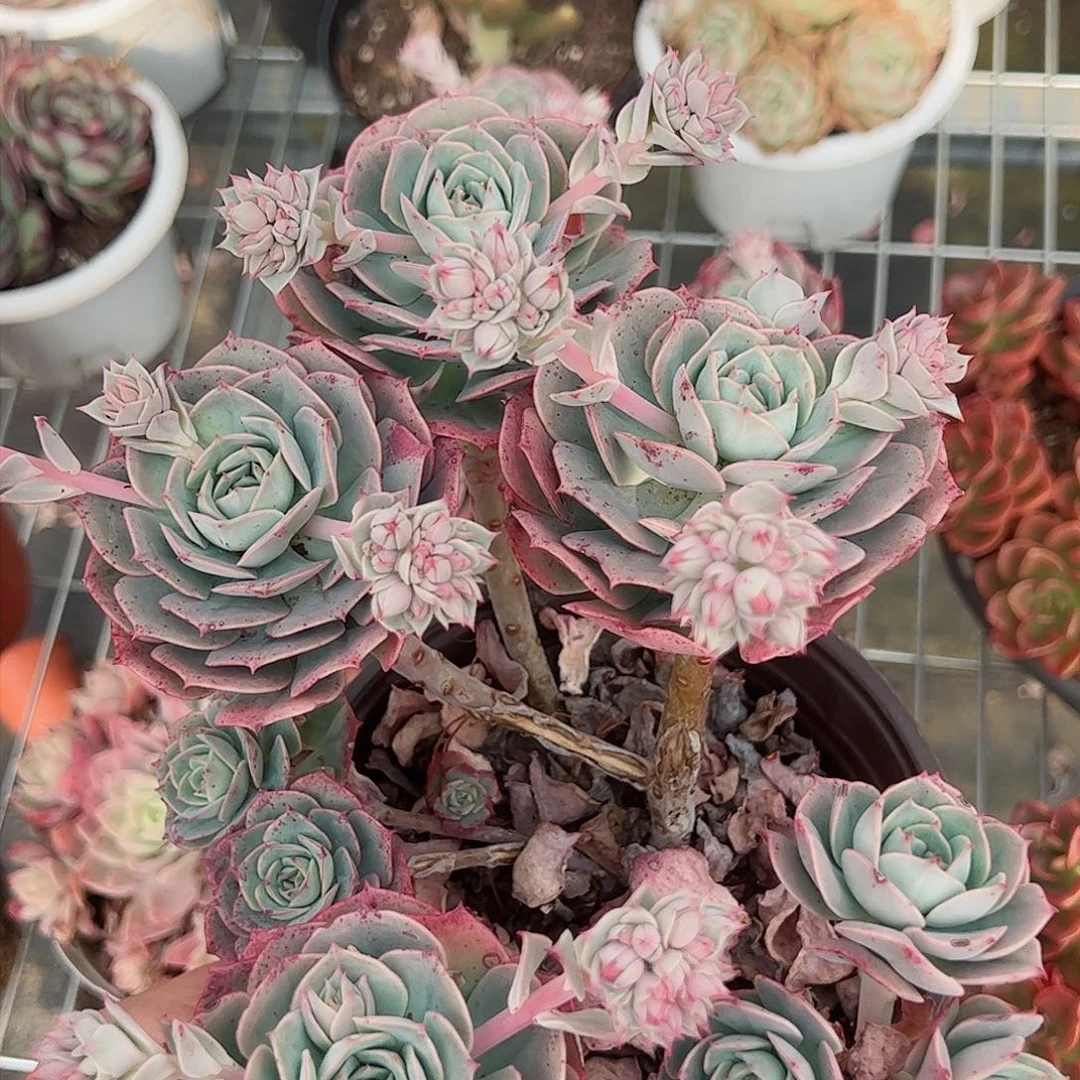 克罗地亚玫瑰160杯