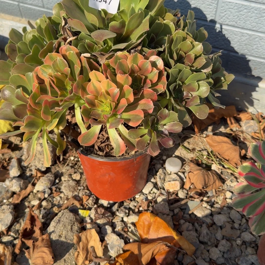 347维纳阴阳。多肉植物