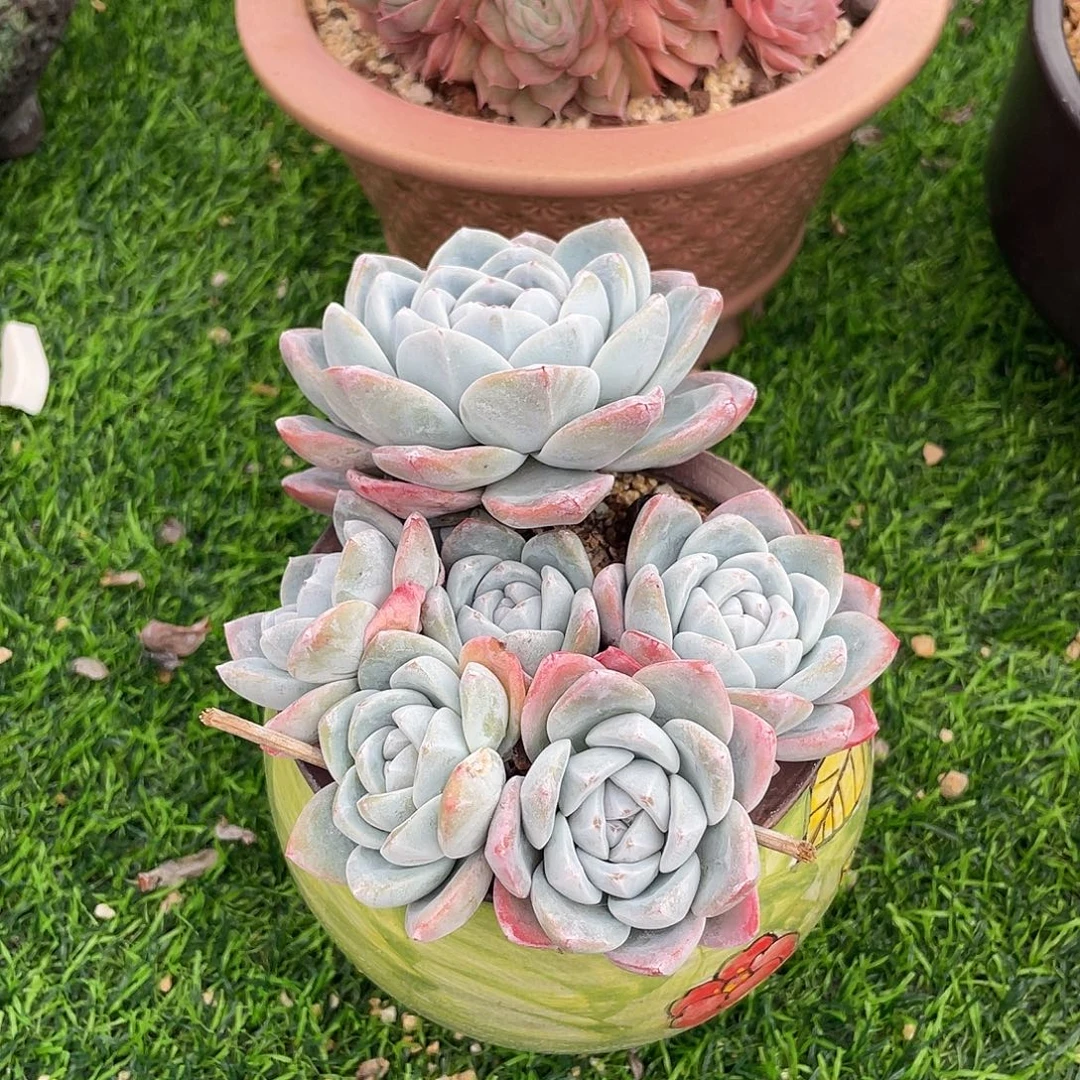 冰玉群生多肉植物一物一拍