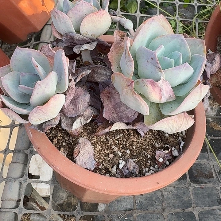 奶****多肉植物一物一拍