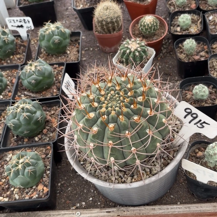 用***69915皮实大好养老球