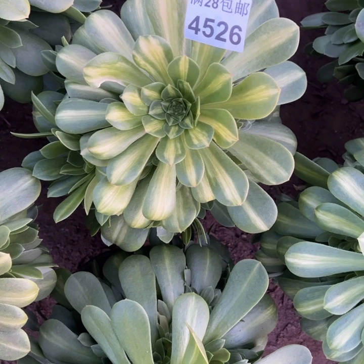 4526琉璃多肉植物