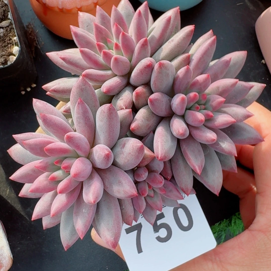 车厘子      愿你一路坦途，乘风破浪展宏图