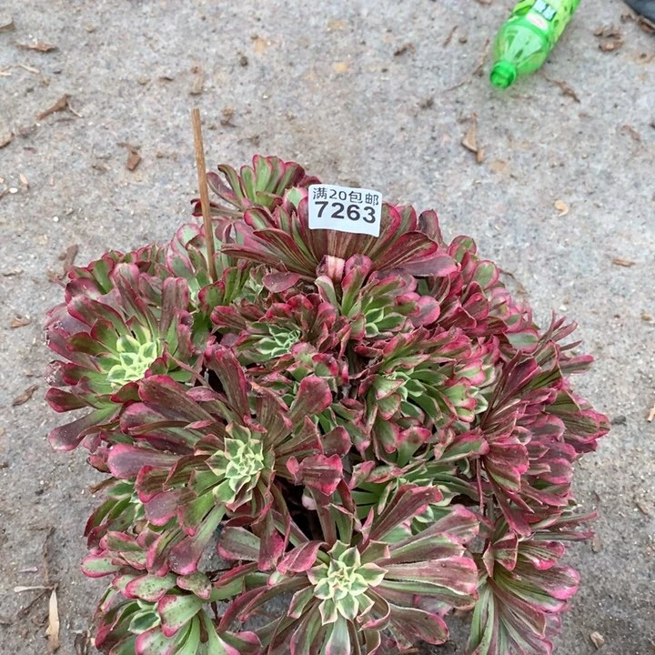 7263 一颗同花顺法师