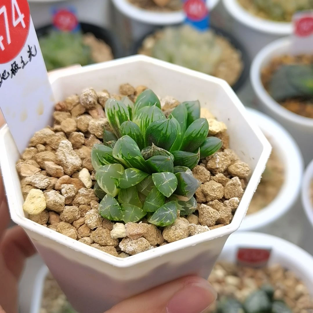 474号北极之光锦2头群生一物一拍带盆土发货