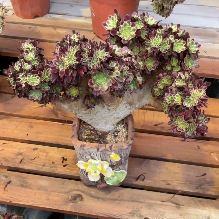 法师老桩缀化美杜莎