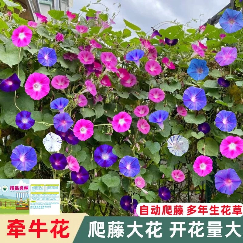 牵牛花种子爬藤大喇叭花矮牵牛花四季阳台庭院篱笆易种植花卉种籽