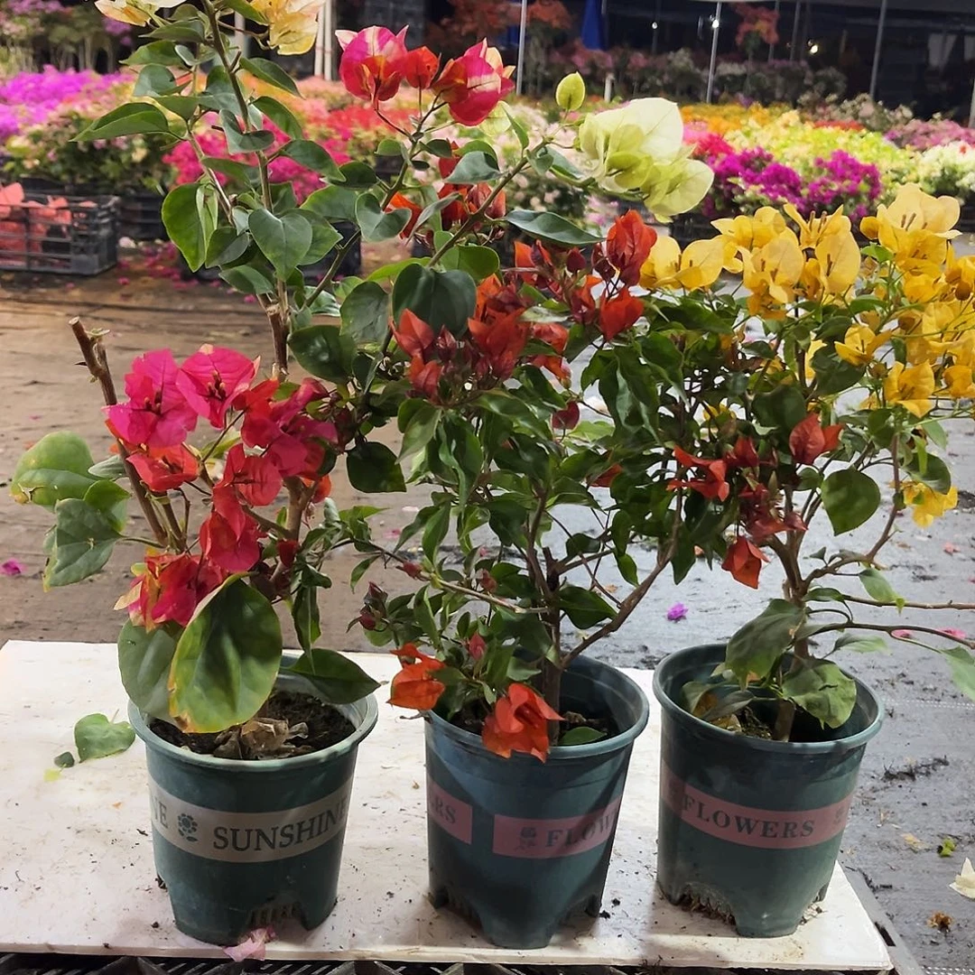 大部分花苞少量开放哪吒，红桑巴，金色光辉