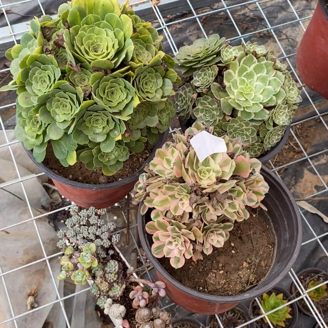 多肉植物组合拼盘16