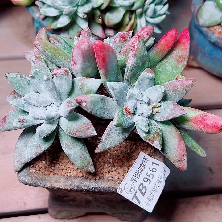 9561刘丹苹果叶仙女杯多肉