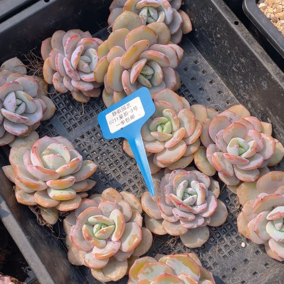 0211-3-韩版奶茶单头一颗