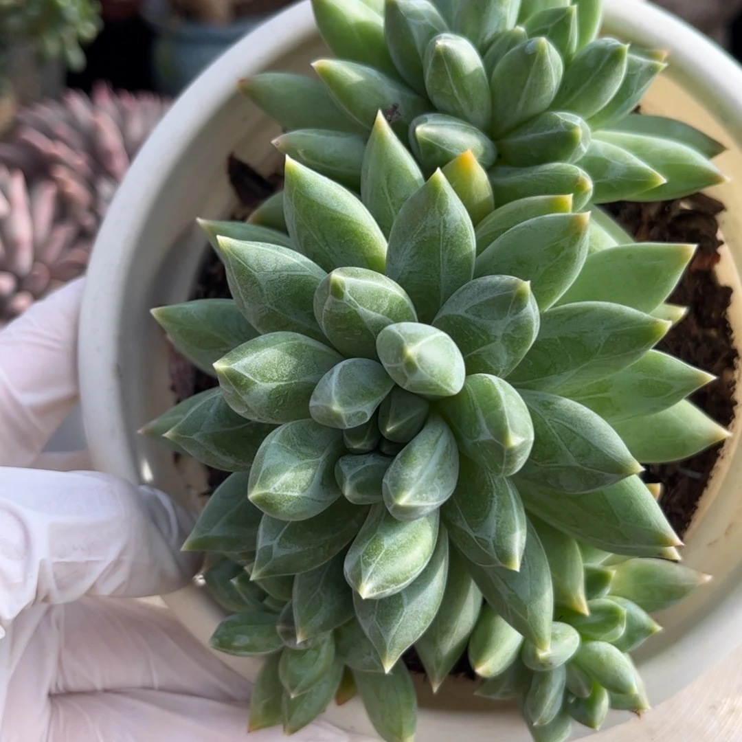 好姑娘多肉园艺，重楼