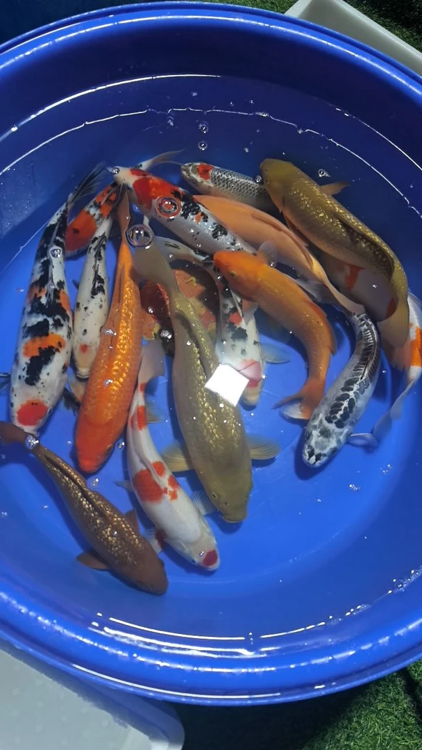 锦鲤观赏鱼红白三色大正孔雀秋翠龙系辉龙昭和绯写冷水鱼好养耐活